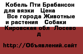 Кобель Пти Брабансон для вязки › Цена ­ 30 000 - Все города Животные и растения » Собаки   . Кировская обл.,Лосево д.